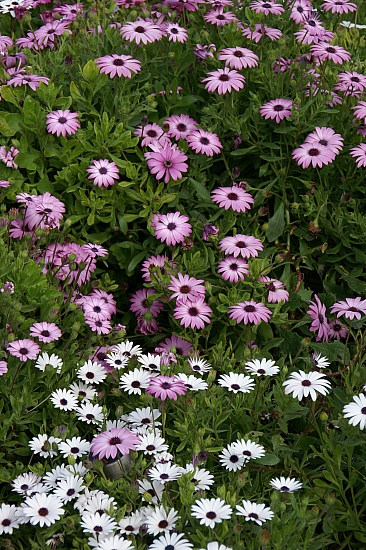 PICT2933 small flowers.jpg - 242915 Bytes